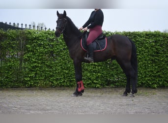 Other Breeds, Gelding, 11 years, 15.2 hh, Bay-Dark