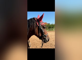 Other Breeds, Gelding, 11 years, 15,2 hh, Brown