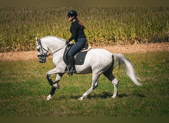 Other Breeds, Gelding, 11 years, 15.2 hh, Grey