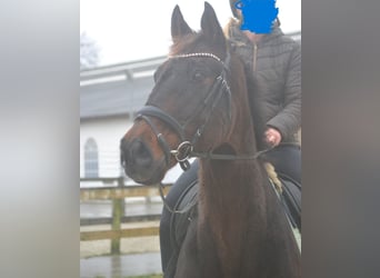 Other Breeds, Gelding, 11 years, 15,3 hh, Bay-Dark