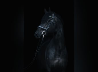 Other Breeds, Gelding, 11 years, 15.3 hh, Black