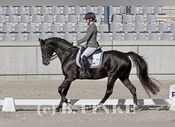 Other Breeds, Gelding, 11 years, 15.3 hh, Black