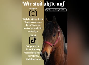 Other Breeds, Gelding, 11 years, 15.3 hh, Brown