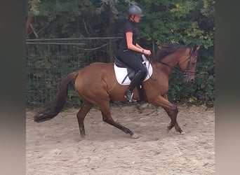 Other Breeds, Gelding, 11 years, 15.3 hh, Brown