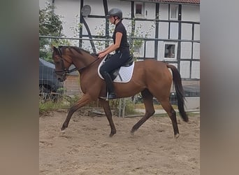 Other Breeds, Gelding, 11 years, 15.3 hh, Brown