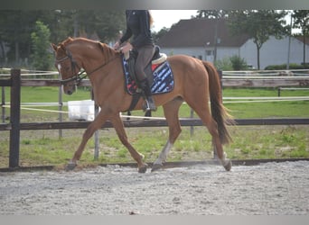 Other Breeds, Gelding, 11 years, 15 hh, Chestnut-Red