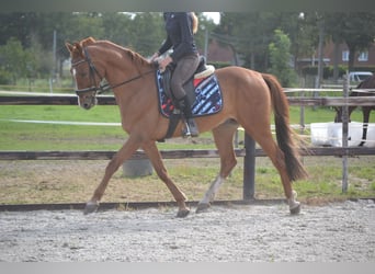 Other Breeds, Gelding, 11 years, 15 hh, Chestnut-Red
