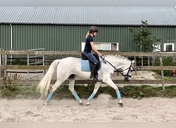 Other Breeds, Gelding, 11 years, 15 hh, Gray