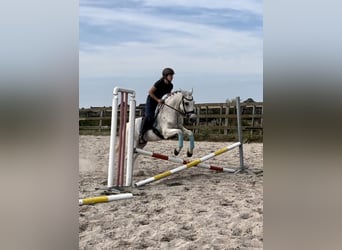 Other Breeds, Gelding, 11 years, 15 hh, Gray