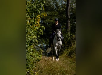 Other Breeds, Gelding, 11 years, 15,2 hh, Grey