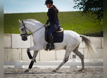 Other Breeds, Gelding, 11 years, 15,2 hh, Grey