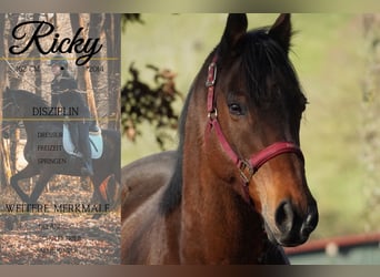 Other Breeds, Gelding, 11 years, 15,3 hh, Brown