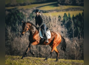 Other Breeds, Gelding, 11 years, 15,3 hh, Brown