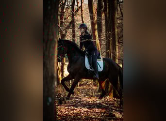 Other Breeds, Gelding, 11 years, 15,3 hh, Brown