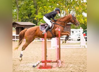 Other Breeds, Gelding, 11 years, 16.2 hh, Chestnut-Red