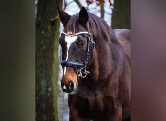 Other Breeds, Gelding, 11 years, 16 hh, Brown