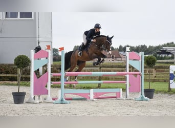 Other Breeds, Gelding, 11 years, 16 hh, Brown