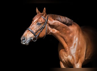 Other Breeds, Gelding, 11 years, Chestnut