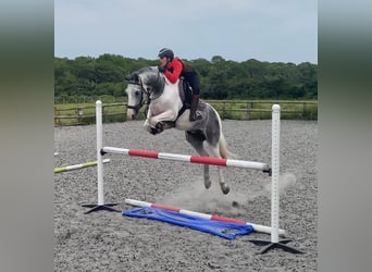 Other Breeds, Gelding, 11 years, Roan-Blue
