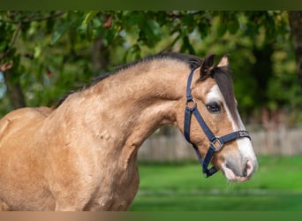 Other Breeds, Gelding, 12 years, 11 hh, Dun