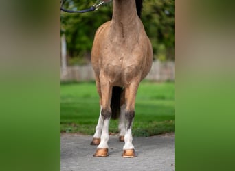 Other Breeds, Gelding, 12 years, 11 hh, Dun