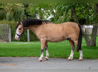 Other Breeds, Gelding, 12 years, 11 hh, Dun