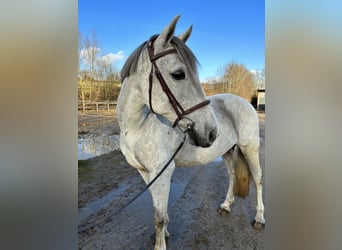 Other Breeds Mix, Gelding, 12 years, 14.2 hh, Gray