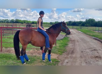 Other Breeds Mix, Gelding, 12 years, 14 hh, Bay