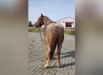 Other Breeds Mix, Gelding, 12 years, 14 hh, Roan-Red