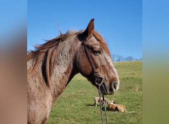 Other Breeds Mix, Gelding, 12 years, 14 hh, Roan-Red