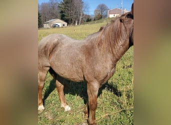 Other Breeds Mix, Gelding, 12 years, 14 hh, Roan-Red