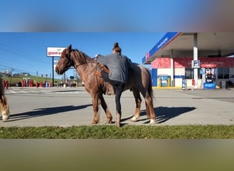 Other Breeds Mix, Gelding, 12 years, 14 hh, Roan-Red