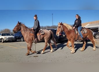 Other Breeds Mix, Gelding, 12 years, 14 hh, Roan-Red