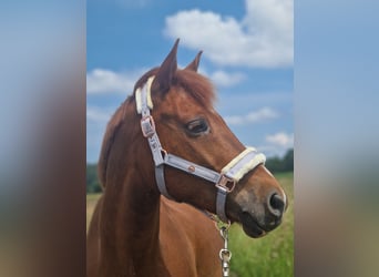 Other Breeds Mix, Gelding, 12 years, 15,1 hh, Chestnut-Red