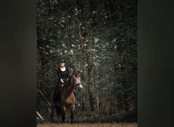 Other Breeds, Gelding, 12 years, 15.2 hh, Buckskin