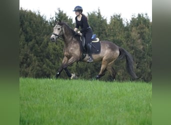Other Breeds, Gelding, 12 years, 15.2 hh, Buckskin