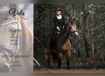 Other Breeds, Gelding, 12 years, 15.2 hh, Buckskin