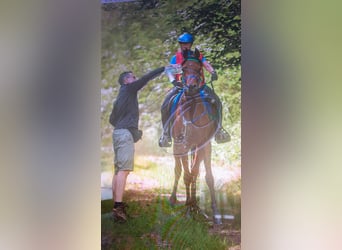 Other Breeds, Gelding, 12 years, 15 hh, Brown