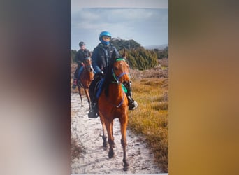 Other Breeds, Gelding, 12 years, 15 hh, Brown