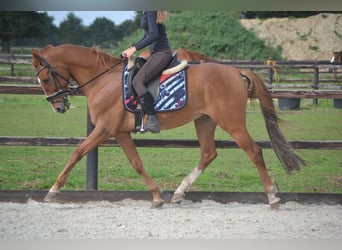 Other Breeds, Gelding, 12 years, 15 hh, Chestnut-Red