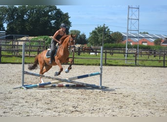 Other Breeds, Gelding, 12 years, 15 hh, Chestnut-Red