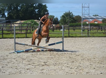 Other Breeds, Gelding, 12 years, 15 hh, Chestnut-Red