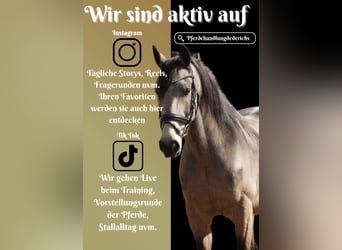 Other Breeds, Gelding, 12 years, 15,2 hh, Buckskin