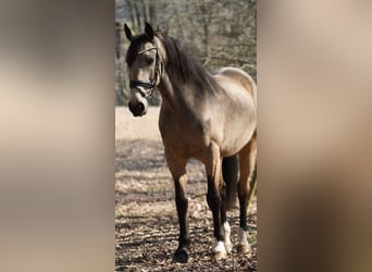 Other Breeds, Gelding, 12 years, 15,2 hh, Buckskin