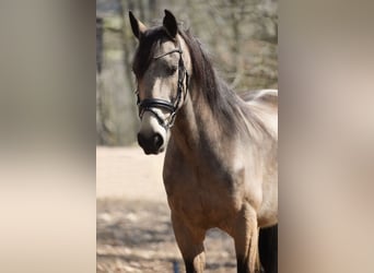 Other Breeds, Gelding, 12 years, 15,2 hh, Buckskin