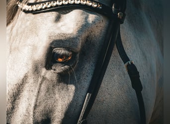 Other Breeds, Gelding, 12 years, 15,2 hh, Grey