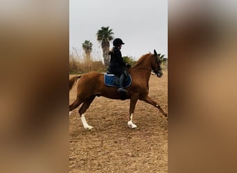 Other Breeds, Gelding, 12 years, 16,1 hh