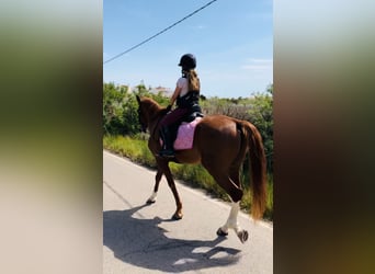 Other Breeds, Gelding, 12 years, 16,2 hh