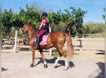 Other Breeds, Gelding, 12 years, 16,2 hh