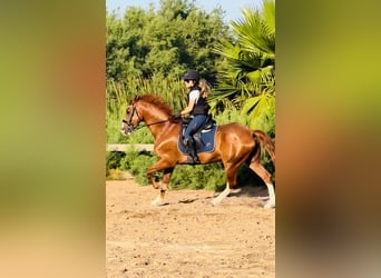 Other Breeds, Gelding, 12 years, 16,2 hh